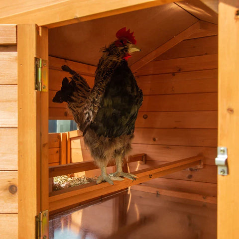 Rootz Bantam Chicken House - Bantam Chicken House with Nesting Box - Bantam Chicken Aviary with Asphalt Roof - Enclosure Poultry Hutch - Quail Hutch - Fir Wood - Orange + Black - 185.5 x 176 x 99.5 cm