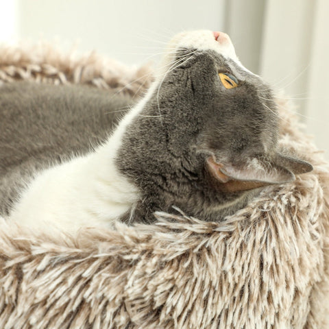 Rootz Cat Tree - Cat Tower - Scratching Post - Soft Plush Bed - 45cm x 45cm x 87cm