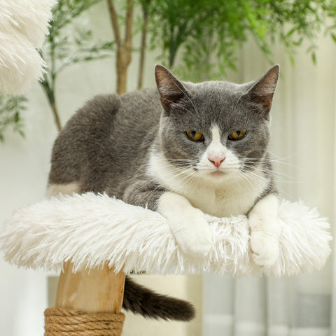 Rootz 24" Cat Tree - Cat Tower - Scratching Post - Soft Washable Bed - 50cm x 47cm x 61.5cm For Cats Up to 5kg