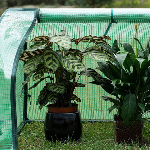 Rootz Film Greenhouse - Plant Shelter - Tomato House - UV Resistant - 130cm x 60cm x 50cm - All Year Round - White/Green