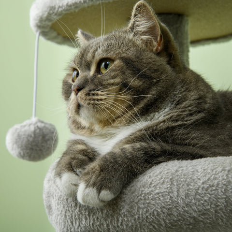 Rootz Cat Scratching Post - Multi-Activity Center - Cat Tree - Entertains & Protects Furniture - 65L x 30W x 104H cm