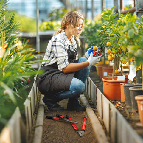 Rootz Hedge Trimmer Set - Garden Scissors - Pruning Shears - Effortless Gardening - Red+Black - Scissors 51.5x17.5x4cm, Shears 65x20x2.4cm