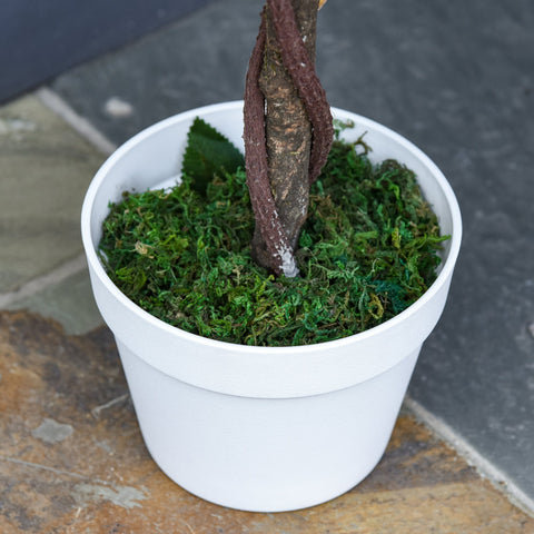 Rootz Artificial Tree - Artificial Plant - Cement Pot - Low Maintenance - 18cm x 90cm