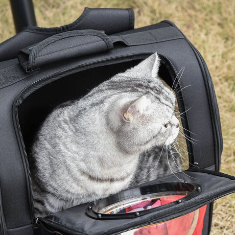 Rootz Animal Backpacks With Transparent Window - Black, Red - Fabric, Pe, Eva - 14.96 cm x 9.44 cm x 14.96 cm