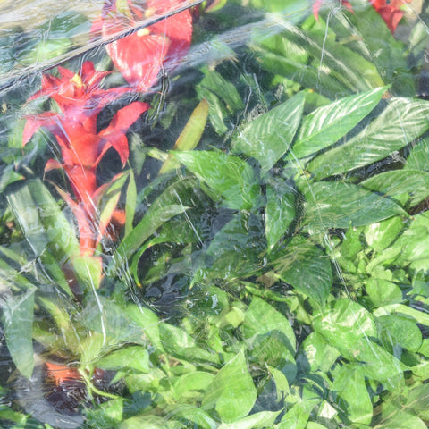 Rootz Plant Tunnel - Transparent - Spruce, Steel, PVC - 47.24 cm x 31.1 cm x 20.86 cm