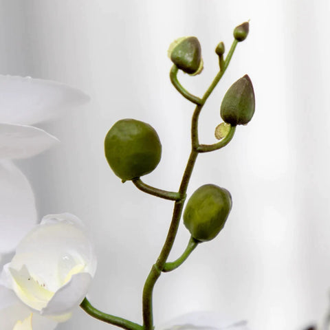 Rootz Kunstplant - Kunstorchidee met plantenbak - Kunstbloemen - Woondecoratie Bruiloft - Groen + Wit - 16,5 cm x 16,5 cm x 75 cm