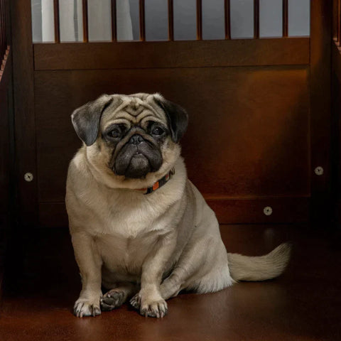 Rootz Hondenkooi - Hondenhok - Inclusief Latch Raised Stand - Transportdoos - MDF - Bruin - 80,5 cm x 59,5 cm x 67,5 cm