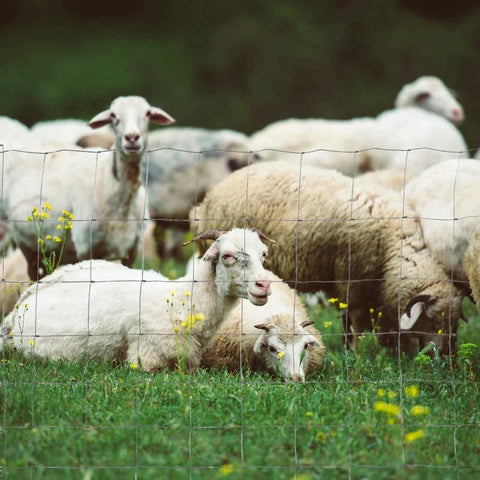 Rootz Chain Link Fence - Roll Mesh - Thick Steel - 52 x 1 m