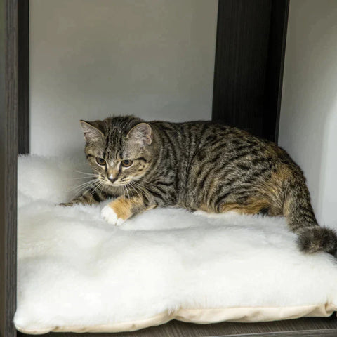 Rootz Scratching Post - Cat House - Litter Box - With Lying Cushion - 2 Platforms - Toy Ball - Dark Grey - 49 x 46 x 131.5cm